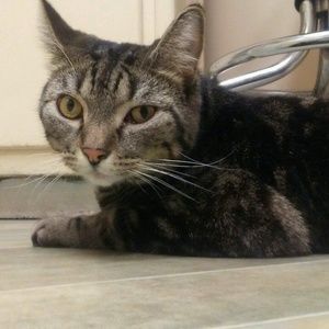 Meet your Posher, Crickett